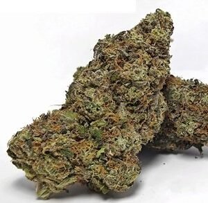 Tropicanna Banana Weed UK