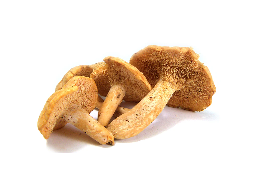 HEDGEHOG DRIED MUSHROOM