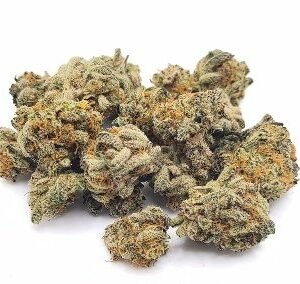 Hash Plant Marijuana UK