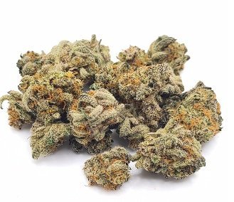 Hash Plant Marijuana UK