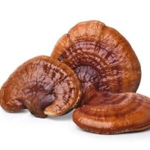 BUY REISHI DRIED MUSHROOMS